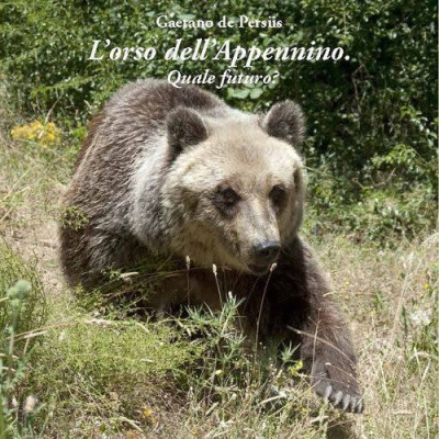 L'orso dell'Appennino....